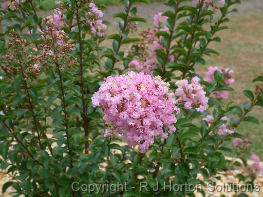 Crepe Myrtle light pink 